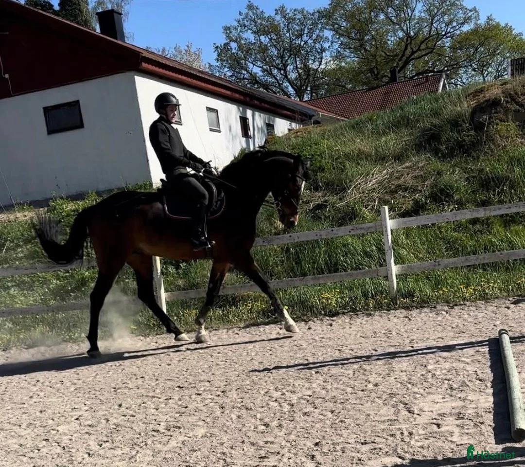 Allround hästar till salu: Lovande 6-åring  i Nybro - Annons 1