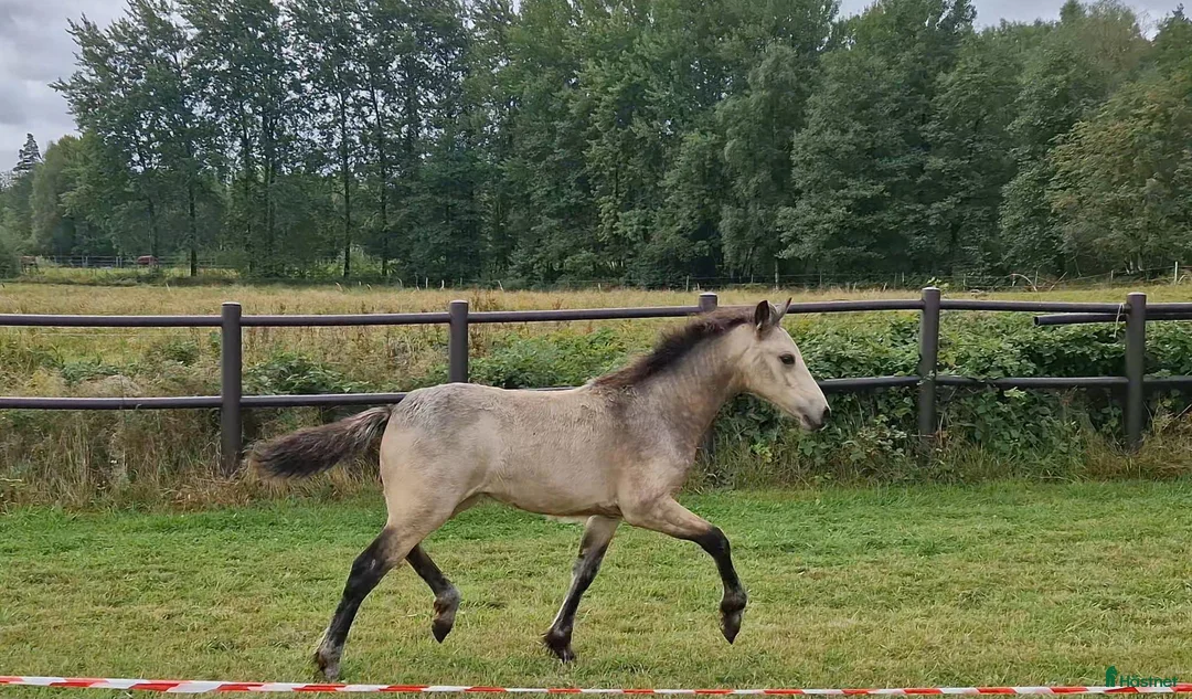 Allround hästar till salu: Gulbrunt Connemara-stoföl Klass 1, 38p - Annons 1