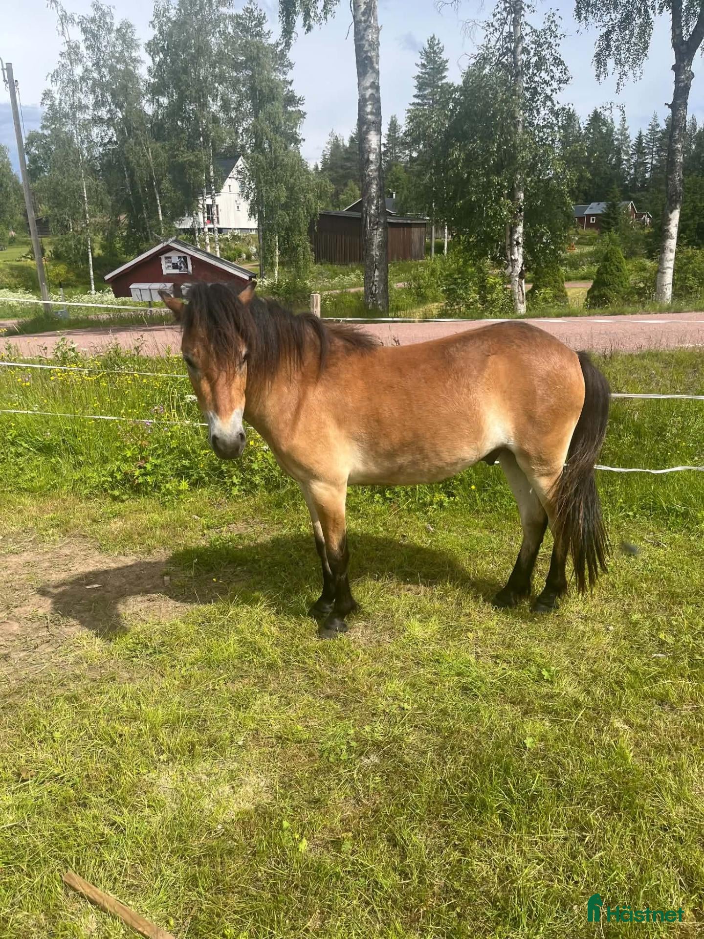  hästar Gotlandsruss Micco - Annons 13