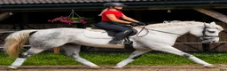 Allround hästar till salu: Exceptional Silesian Mare–The Star for your Future - Annons 3