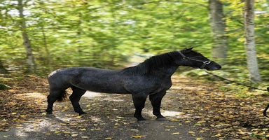  hästar i Emmaboda - Annons 4