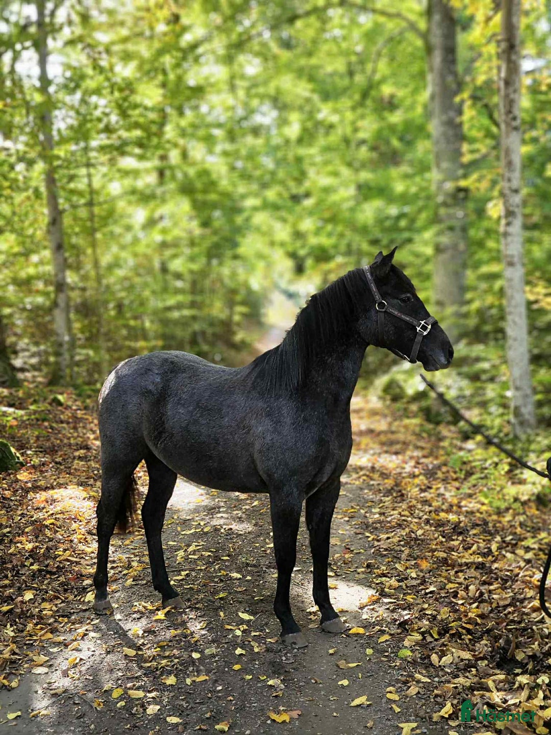 Hoppning hästar till salu: Talangfull ungponny med X-faktor i Emmaboda - Annons 2