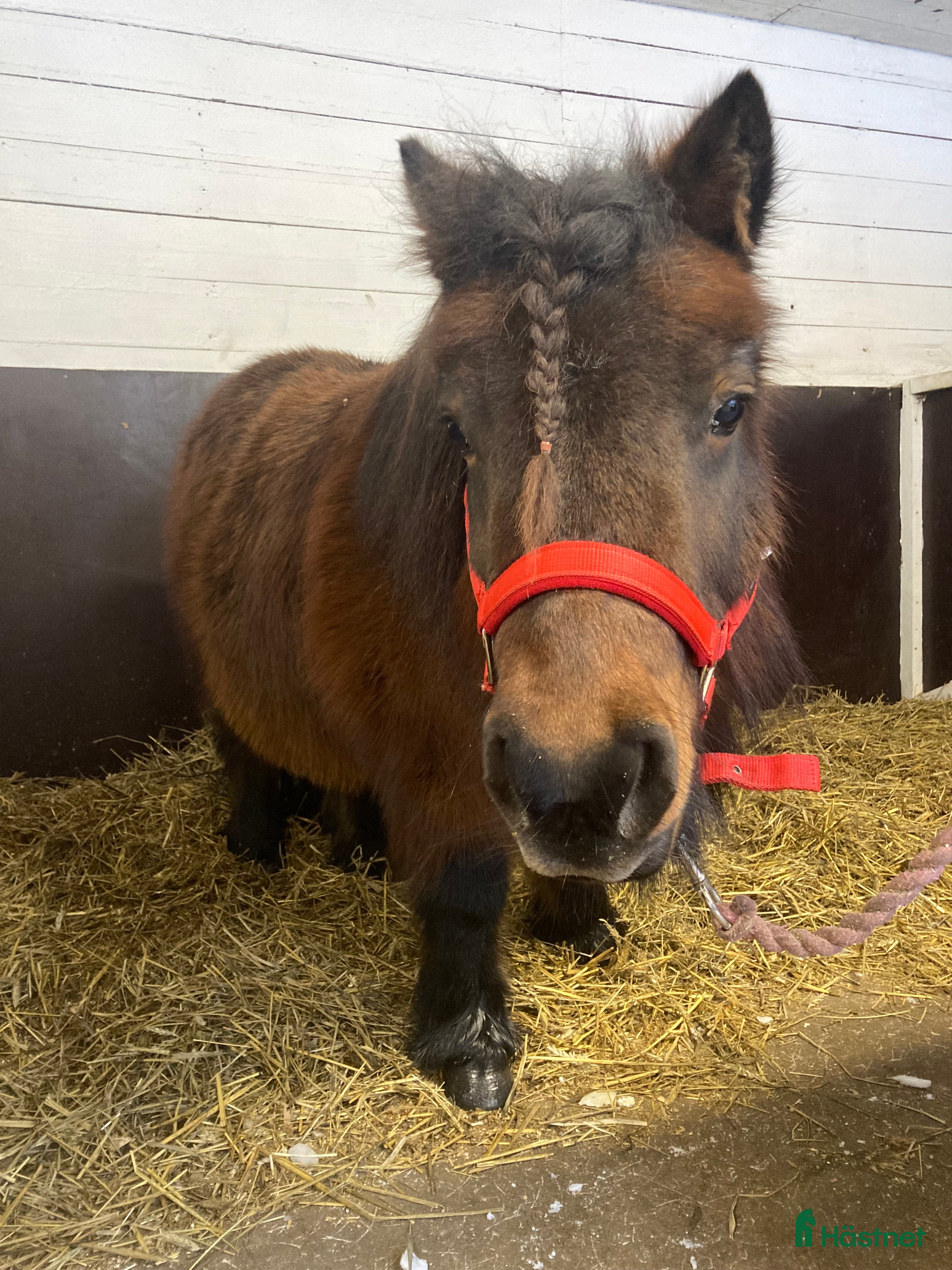  hästar Trygg barnponny  i Mölltorp - Annons 6
