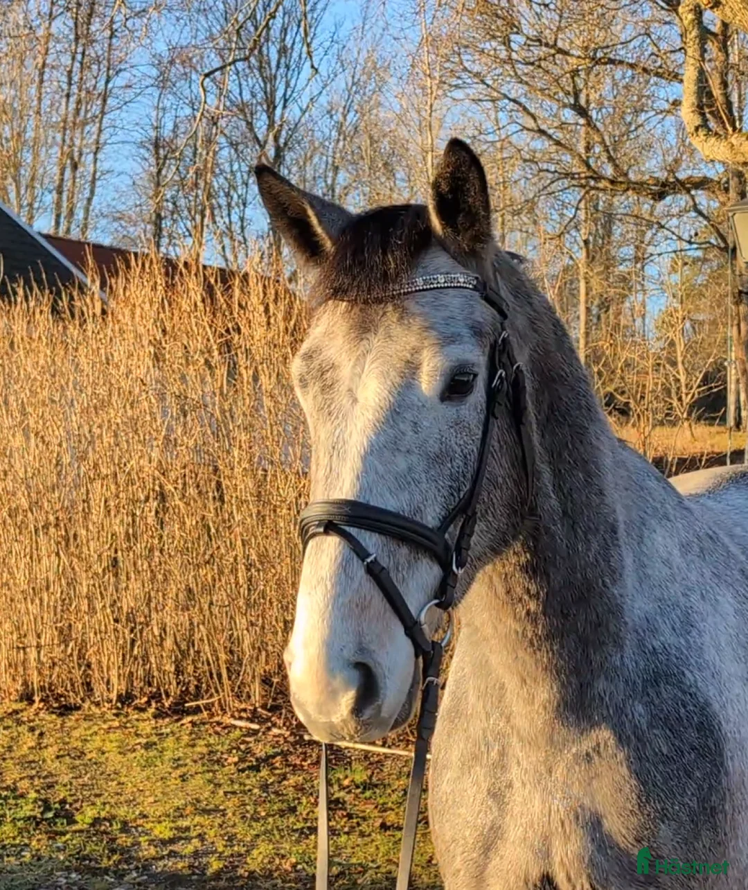 Hoppning hästar till salu: Hopp/fälttävlan talang - Annons 2