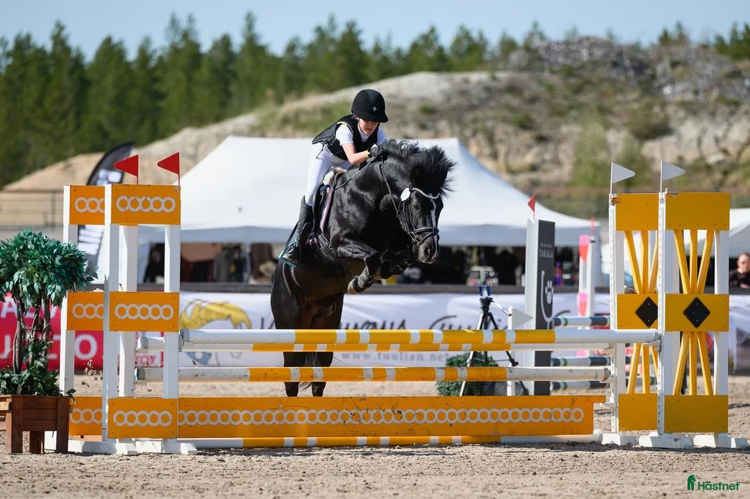 Hoppning hästar till salu: New Forest pony stallion, Horshaka Mighty Don - Annons 1