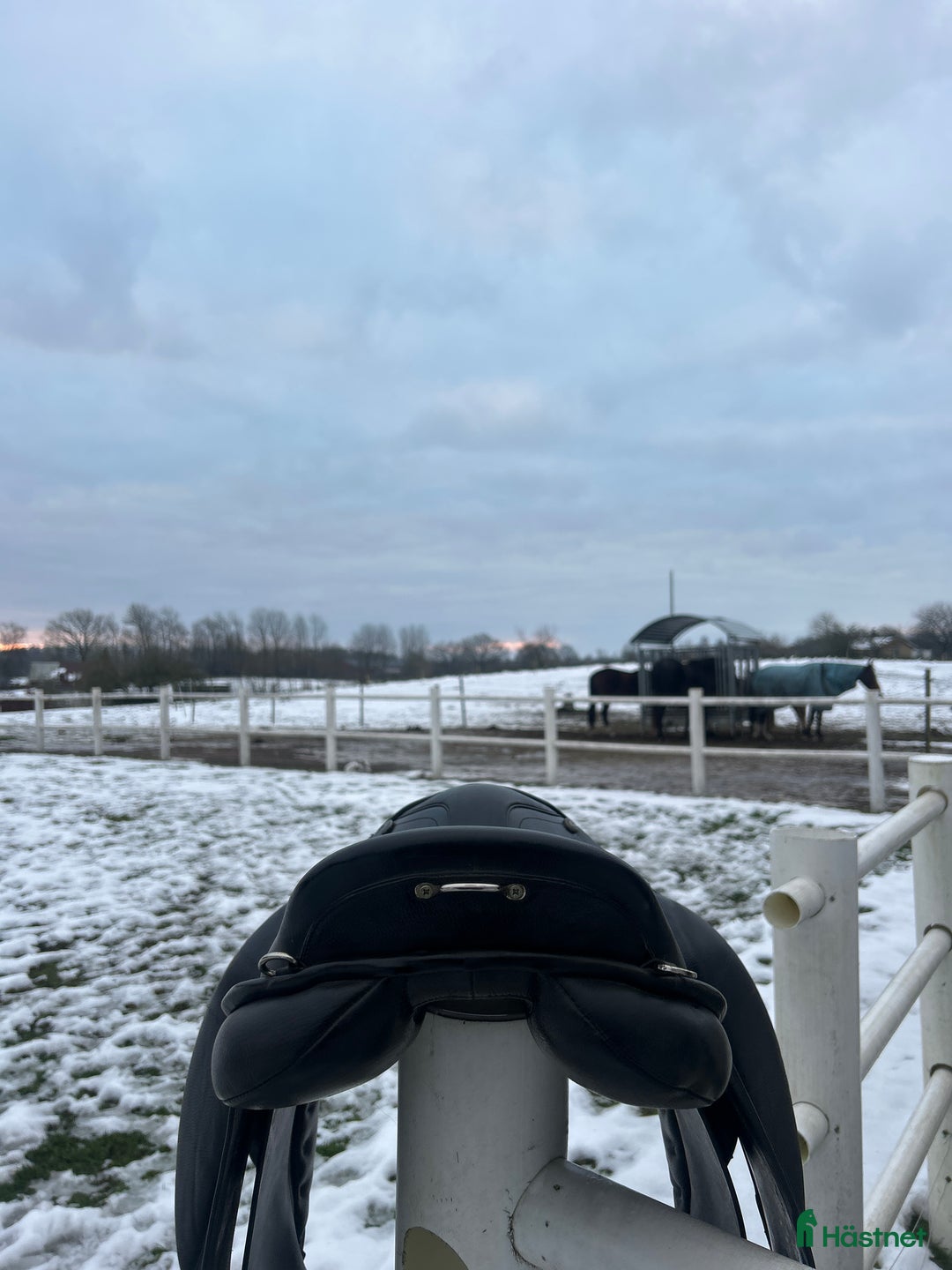 Sadlar hästutrustning till salu: Trainer’s Dressyr/islands sadel  i Kristianstad - Annons 6