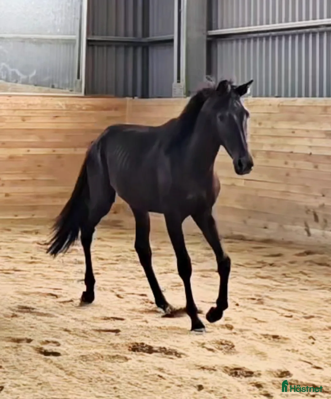 Dressyr hästar till salu: Käck 2 åring! - Annons 2