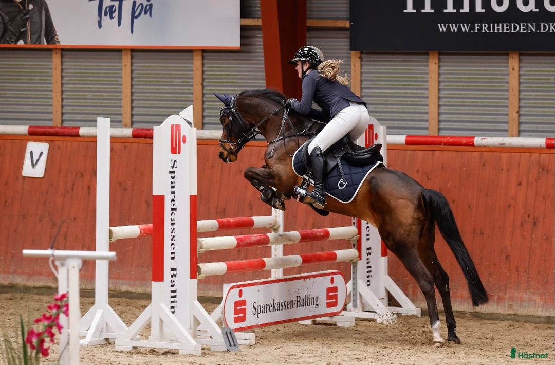 Hoppning hästar till salu: Fantastisk springpony  - Annons 3