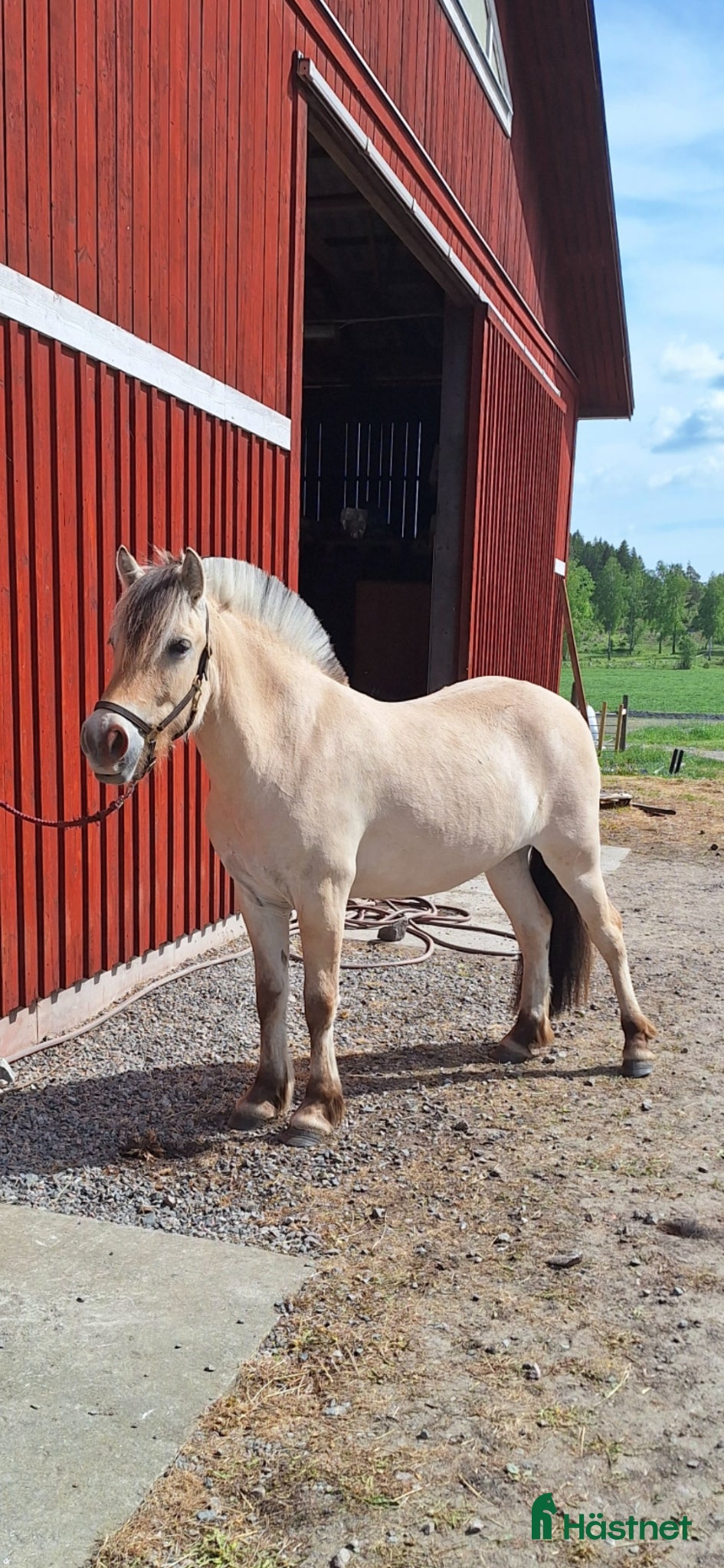  hästar Klarissa  - Annons 12