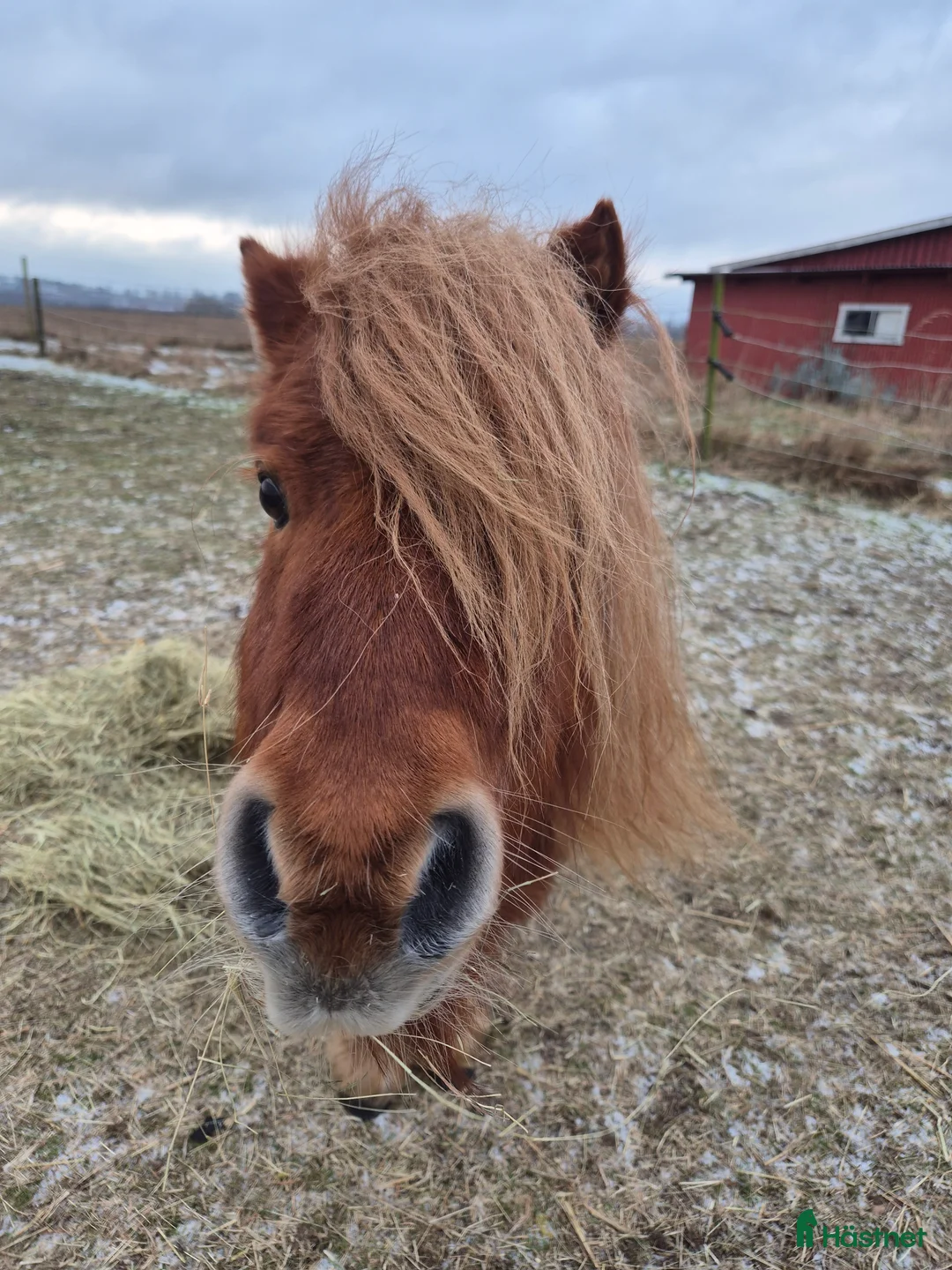 Sällskap hästar till salu: Minishettis  i Laholm - Annons 1