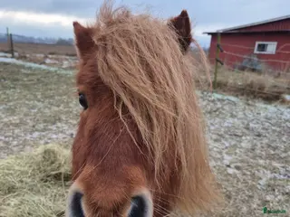 hästar Minishettis i Laholm - Annons 1