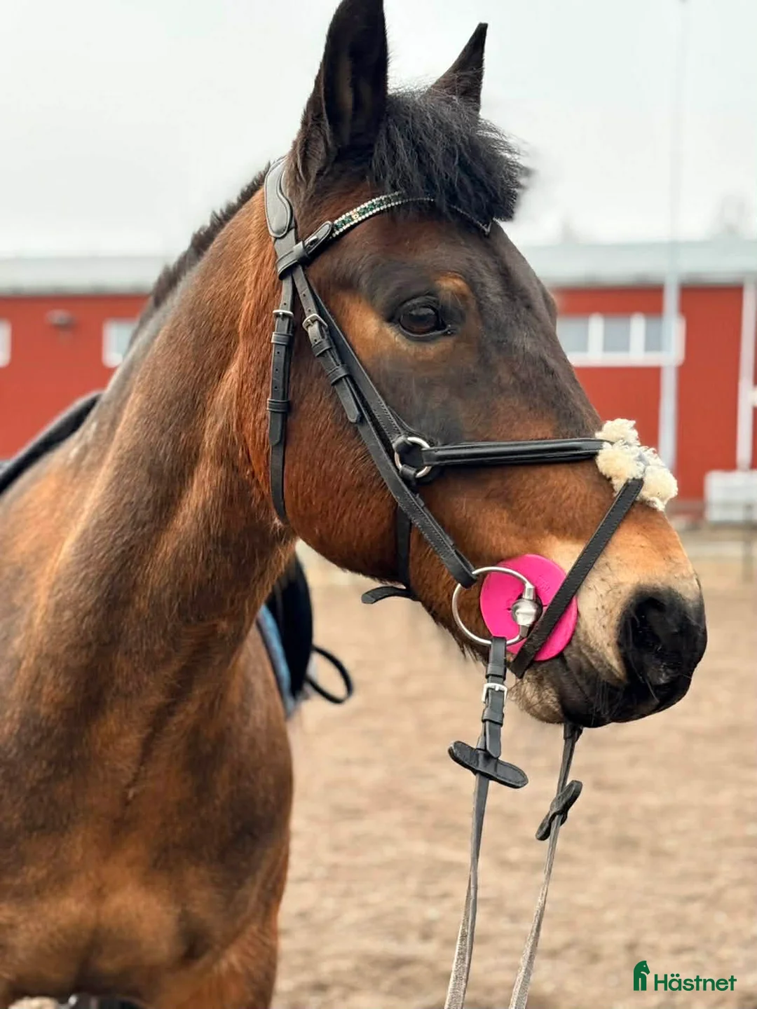 Sällskap hästar till salu: Sällskapsponny - Annons 2