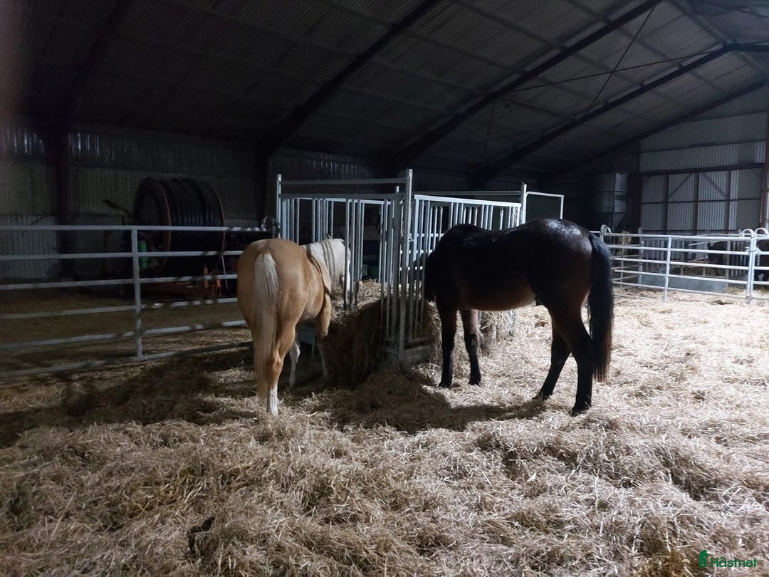  stallplats finnes: Lösdrift unghingstar/valacker i Degeberga - Annons 3