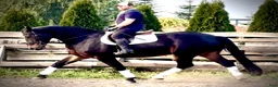 Allround hästar till salu: Rexon–10yo|170 Silesian Gelding|Family Horse - Annons 5