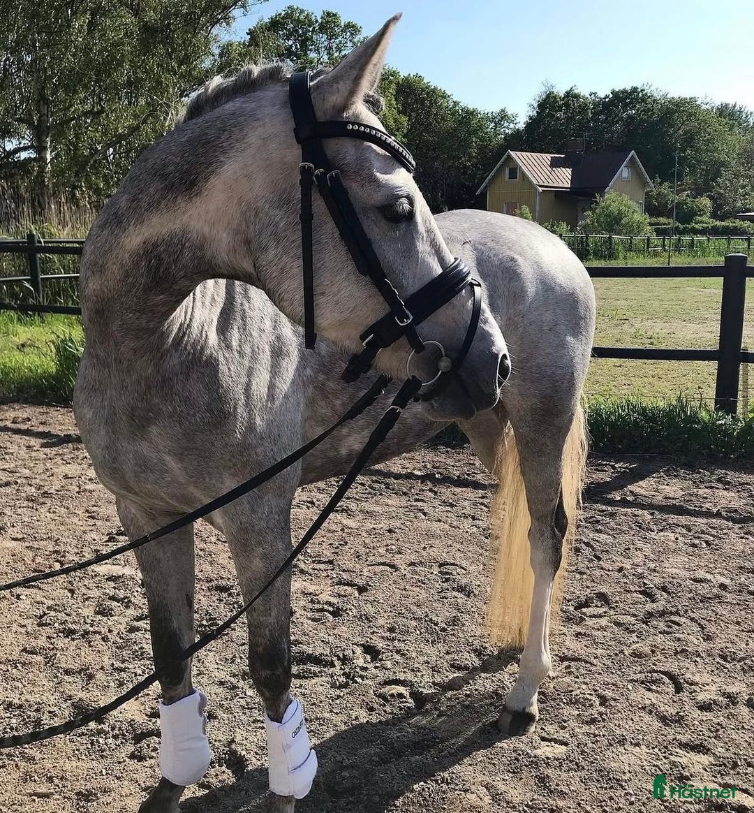 Dressyr hästar till salu: Världens bästa ponny i Kinna - Annons 4