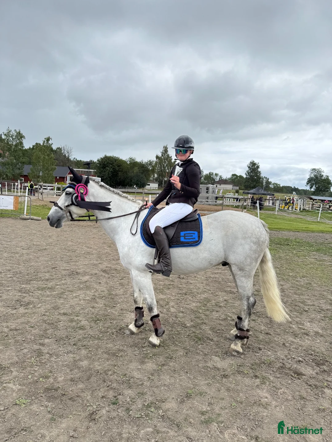 Allround hästar till salu: Connemaravalack med hjärta av guld 💛  - Annons 2