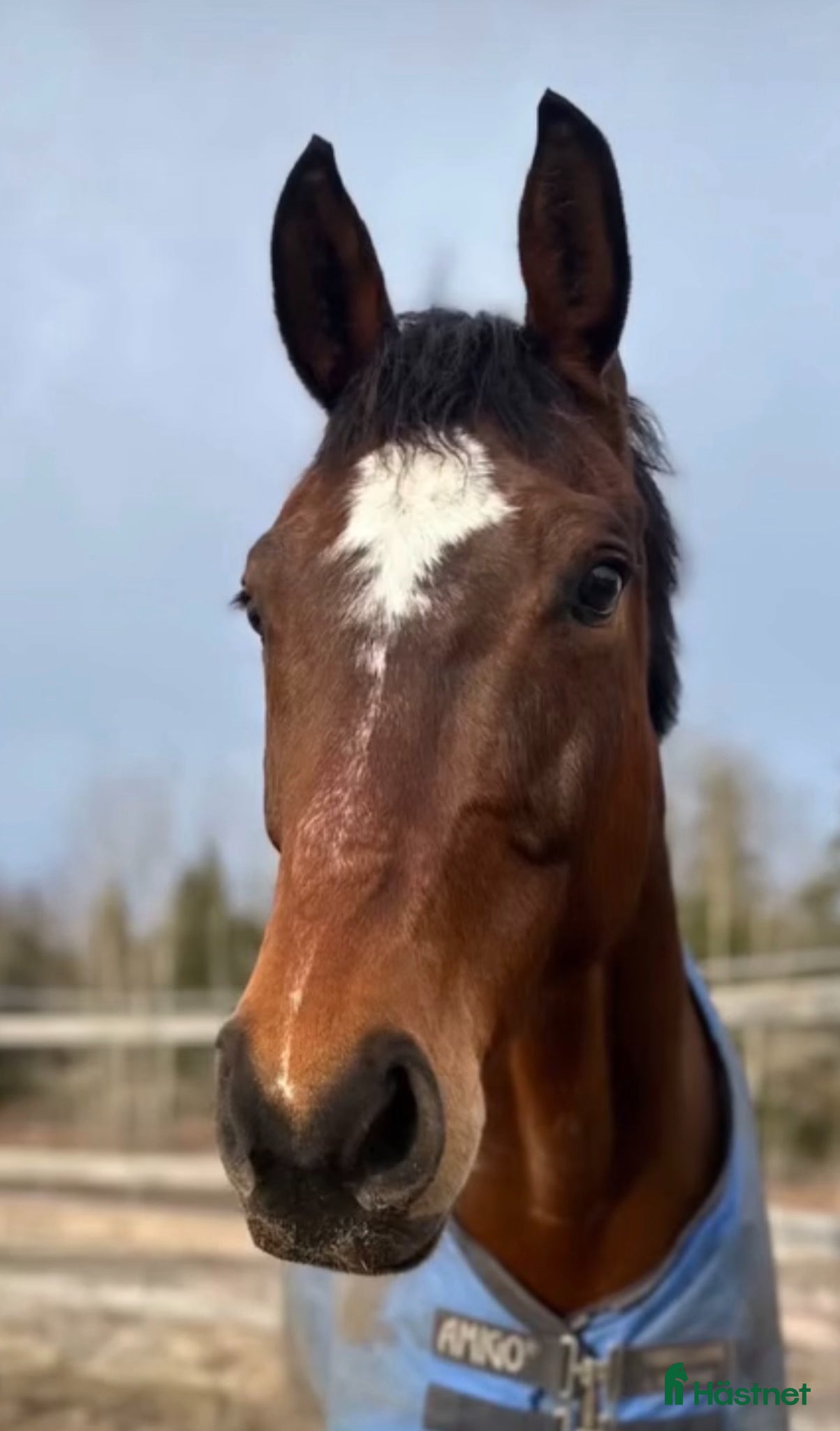  hästar SWB sto säljes mycket förmånligt - Annons 2