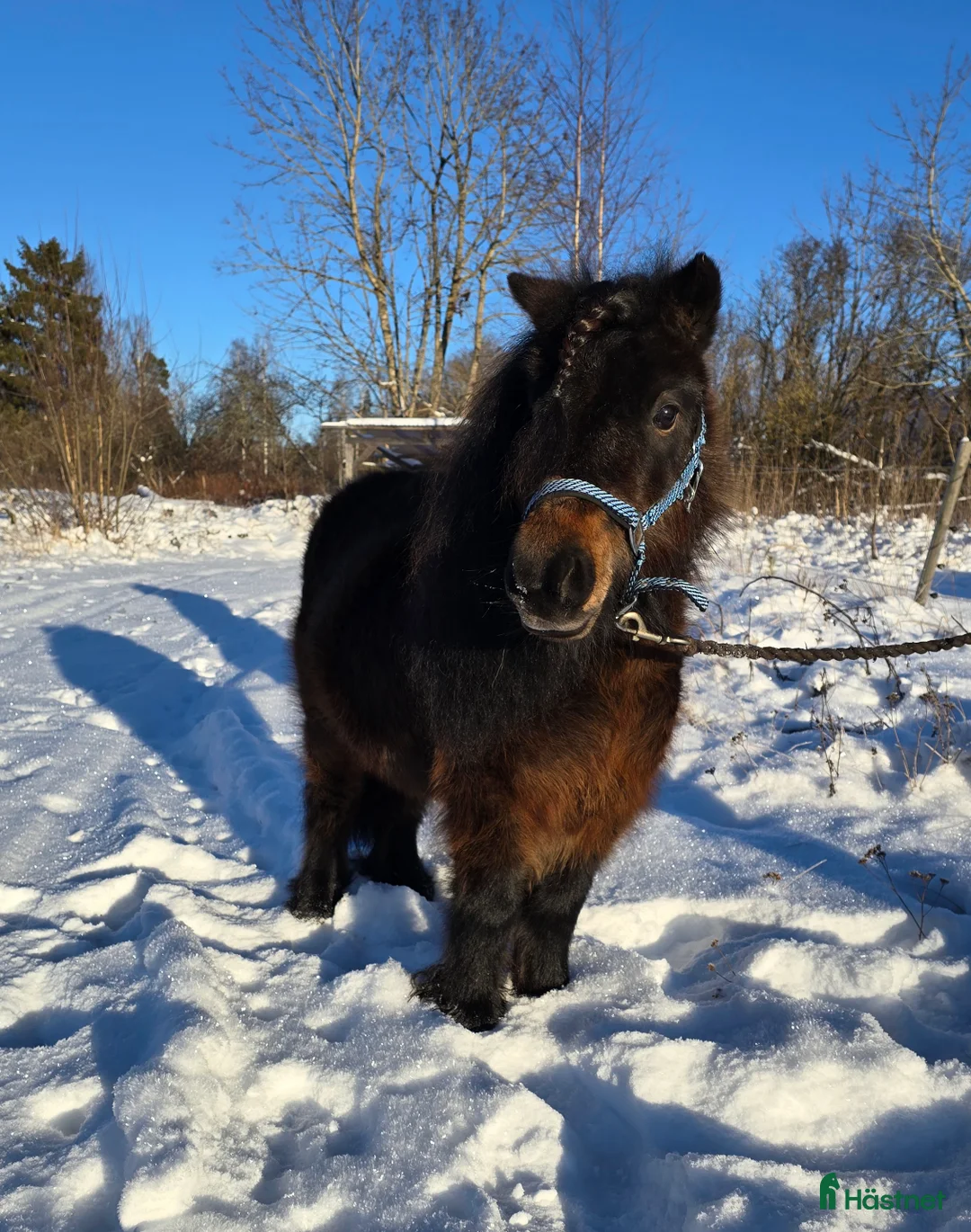 Allround hästar till salu: Sockersött shettissto i Mjölby - Annons 3