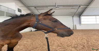  hästar i Sennan - Annons 14