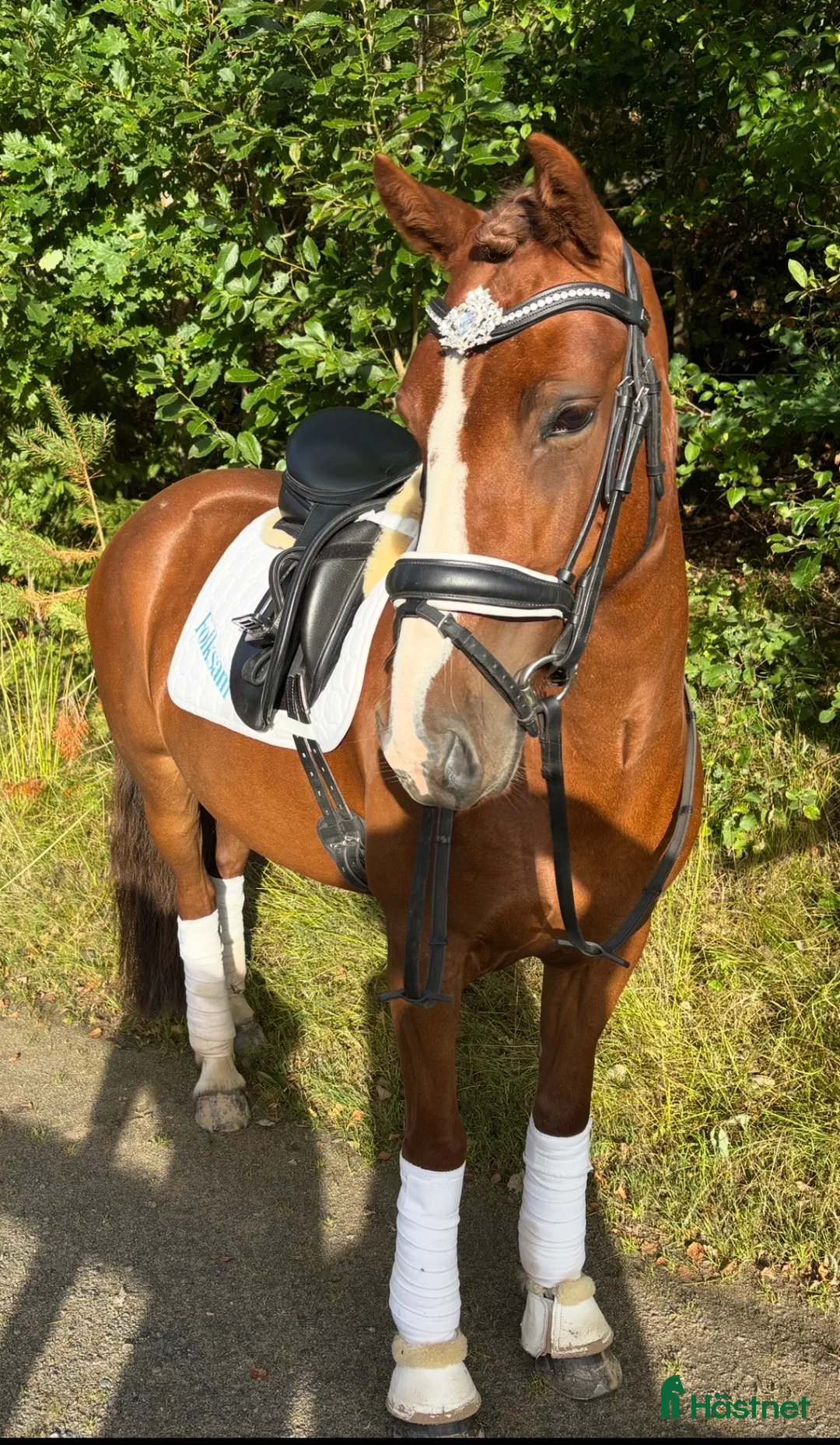 Allround hästar till salu: Fin allroundponny, 8 år kat.C - Annons 1