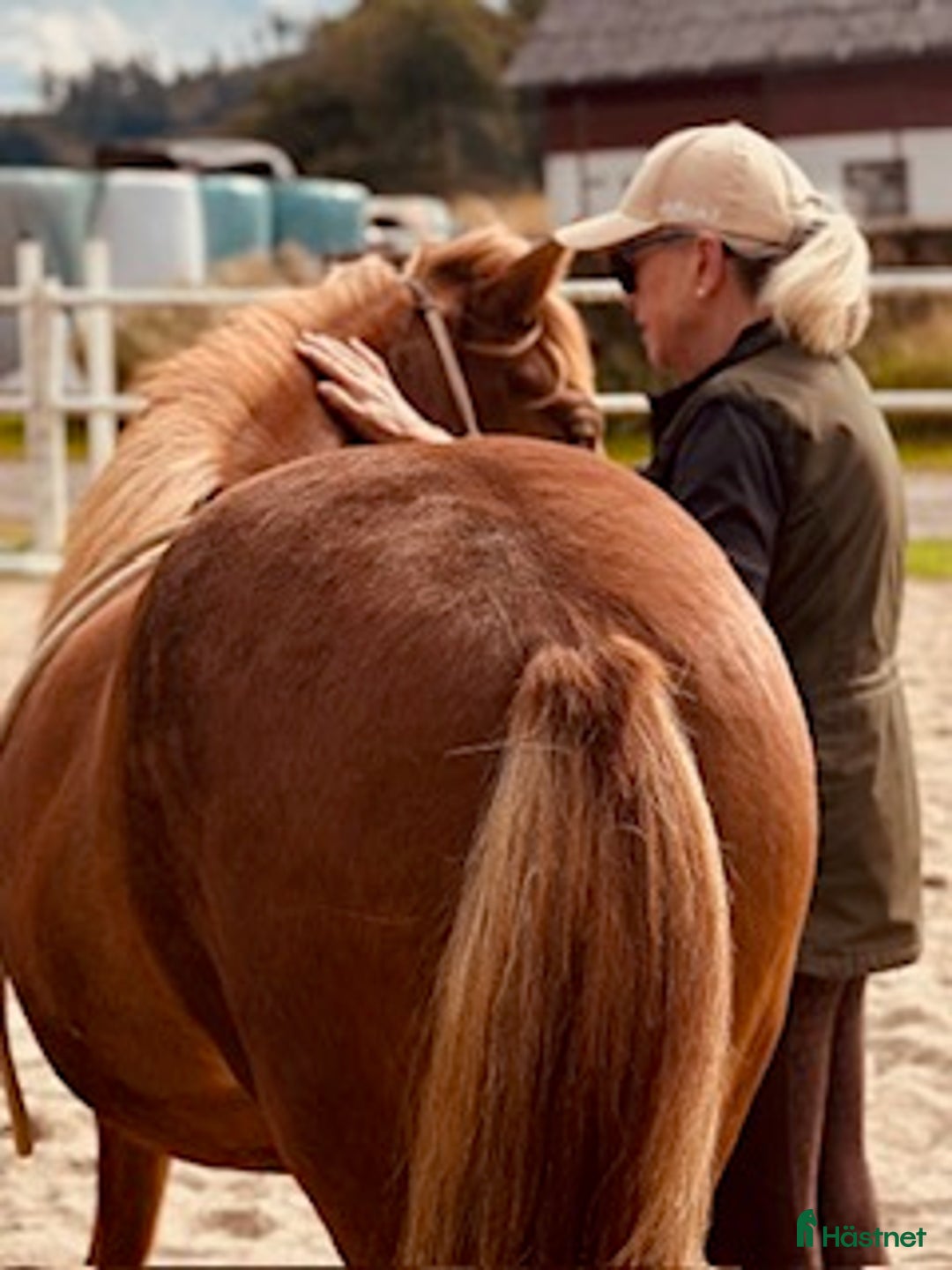 Island hästar till salu: Underbart ungsto! i Skepplanda - Annons 10