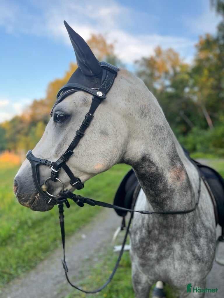  foderhäst Fodervärd till liten D-ponny i Svärtinge - Annons 8