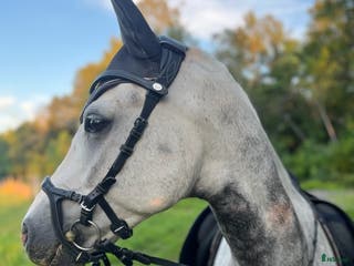 foderhäst Fodervärd till liten D-ponny i Svärtinge - Annons 8