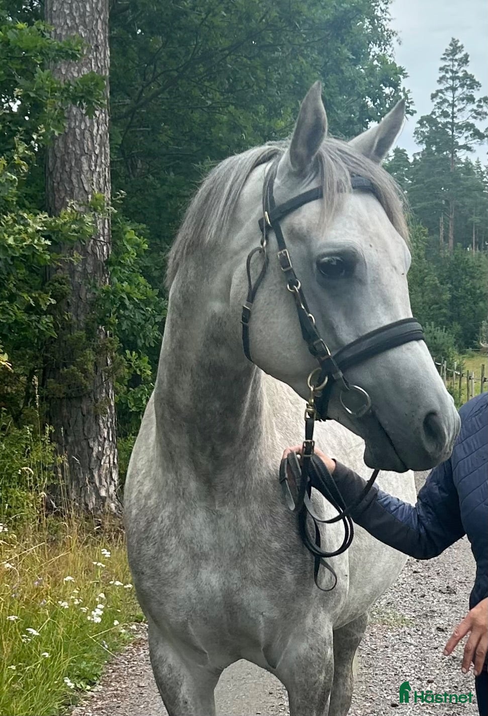  hästar Meros människa?  - Annons 18