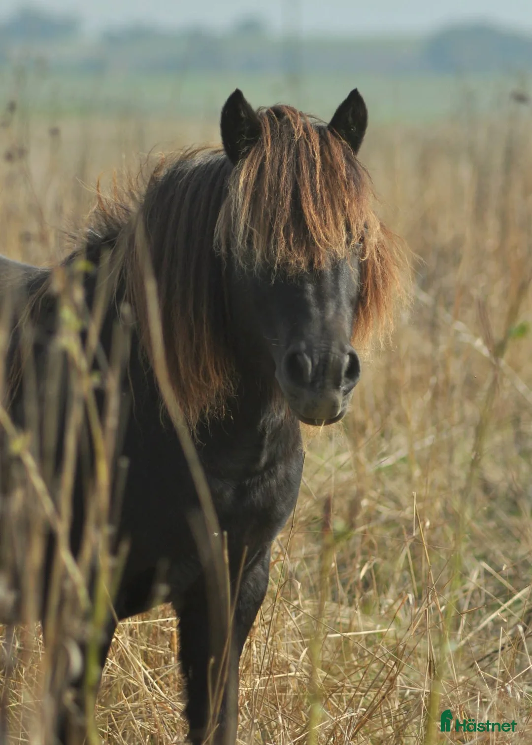  foderhäst finnes: Femstjärnigt hem sökes - Annons 1