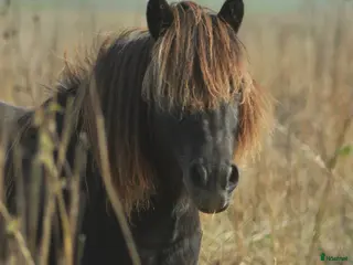 foderhäst Femstjärnigt hem sökes - Annons 1
