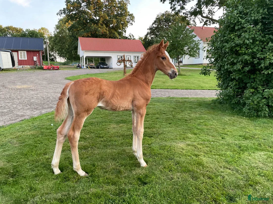 Dressyr hästar till salu: 5-årig valack med mycket utstrålning! - Annons 2