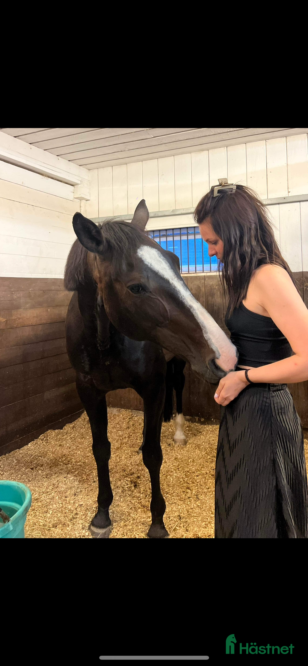 Allround hästar till salu: The hope (plopp) söker en ny bästa vän! ❤️ i Norberg - Annons 2