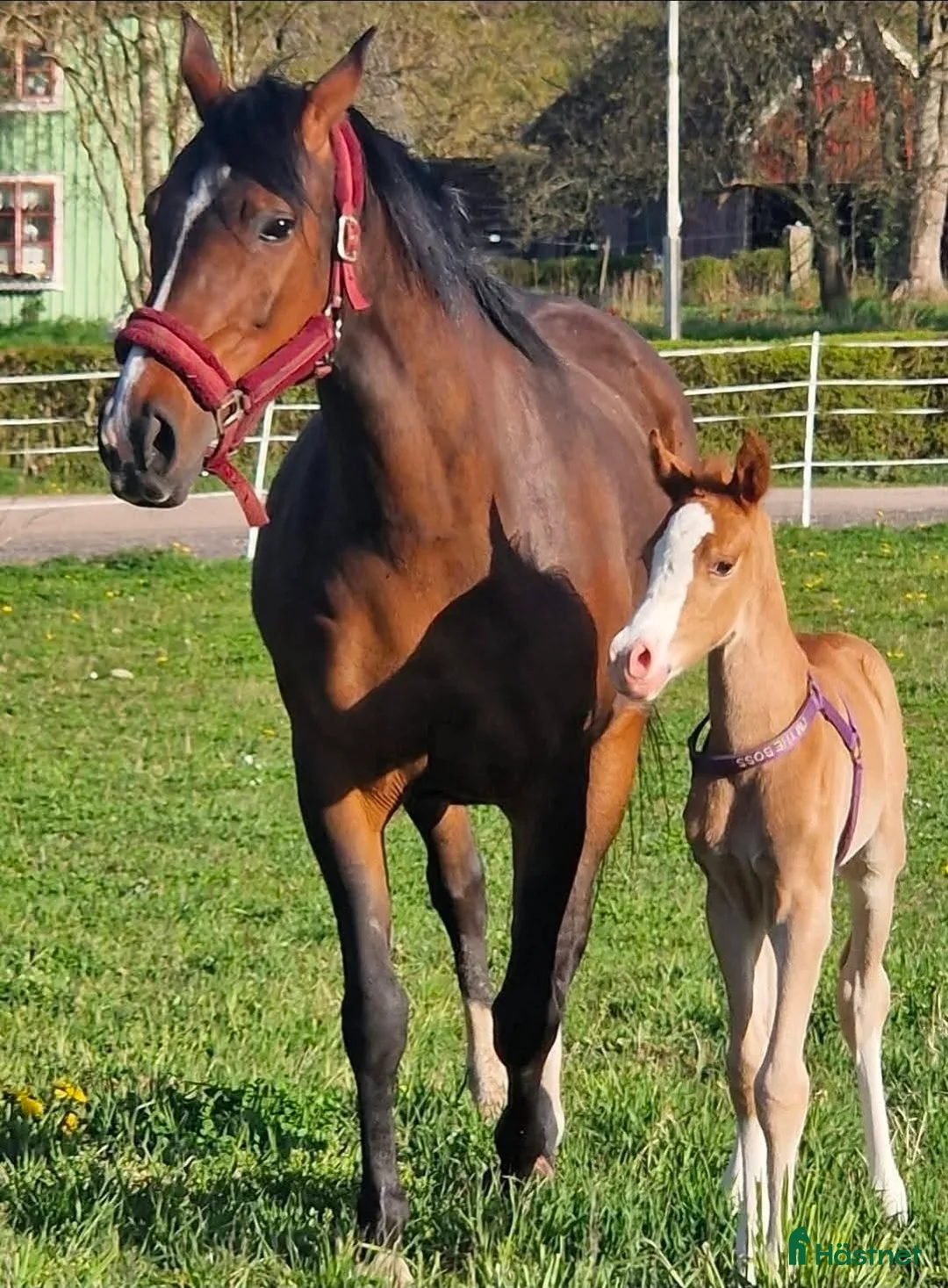 Allround hästar till salu: Trevlig Welsh Partbred säljes. - Annons 4
