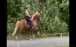 Island hästar till salu: Flott 5gångs valack  i Torestorp - Annons 4