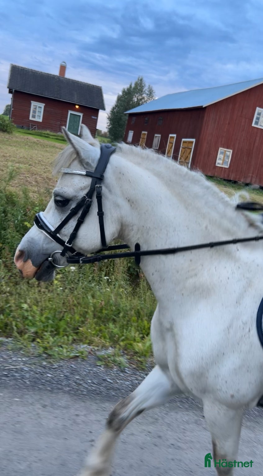  hästar Magiskt vacker kille.  i Hammerdal - Annons 3