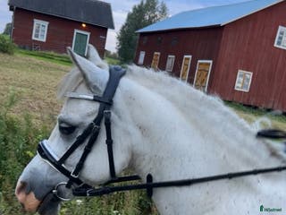 hästar Magiskt vacker kille. i Hammerdal - Annons 4