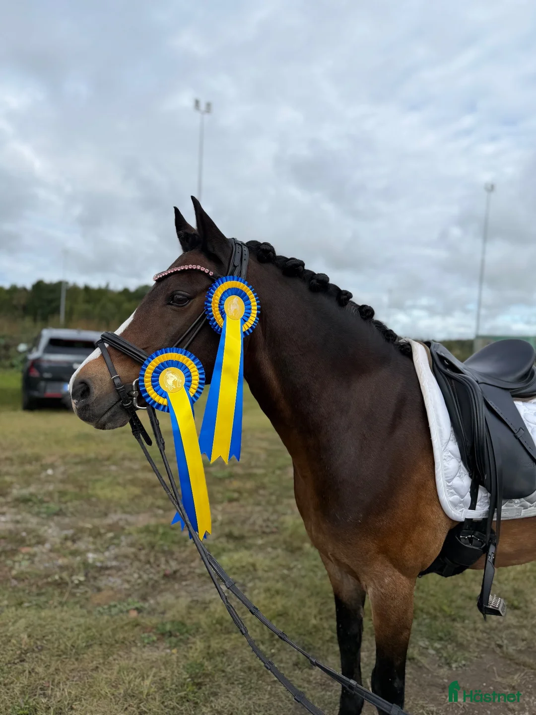 Allround hästar till salu: Världens bästa läromästare ❤️ - Annons 1