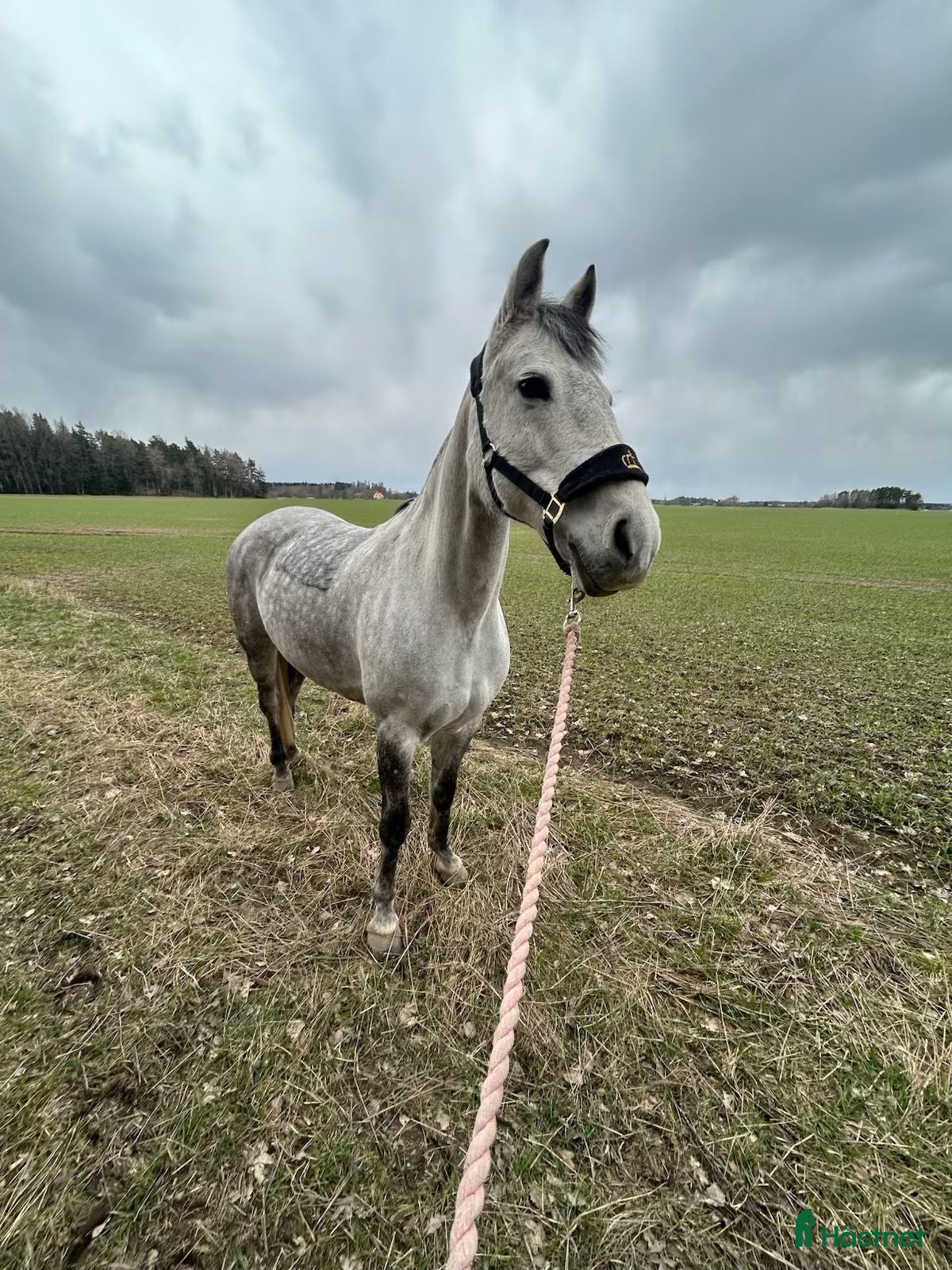  hästar C-ponny, allround ponny, sällskap. - Annons 1
