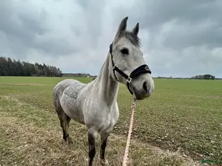 hästar C-ponny, allround ponny, sällskap. - Annons 1