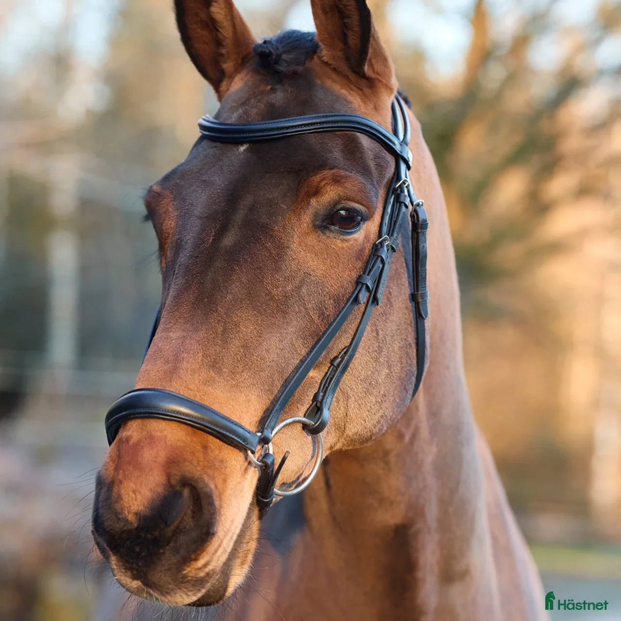 Träns hästutrustning Fint Remontträns - Annons 3