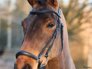 Träns hästutrustning Fint Remontträns - Annons 3