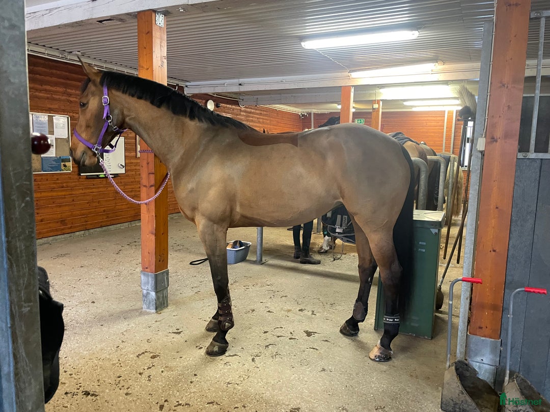 Hoppning hästar till salu: Svår häst med fint hjärta ♥️  i Ösmo - Annons 3