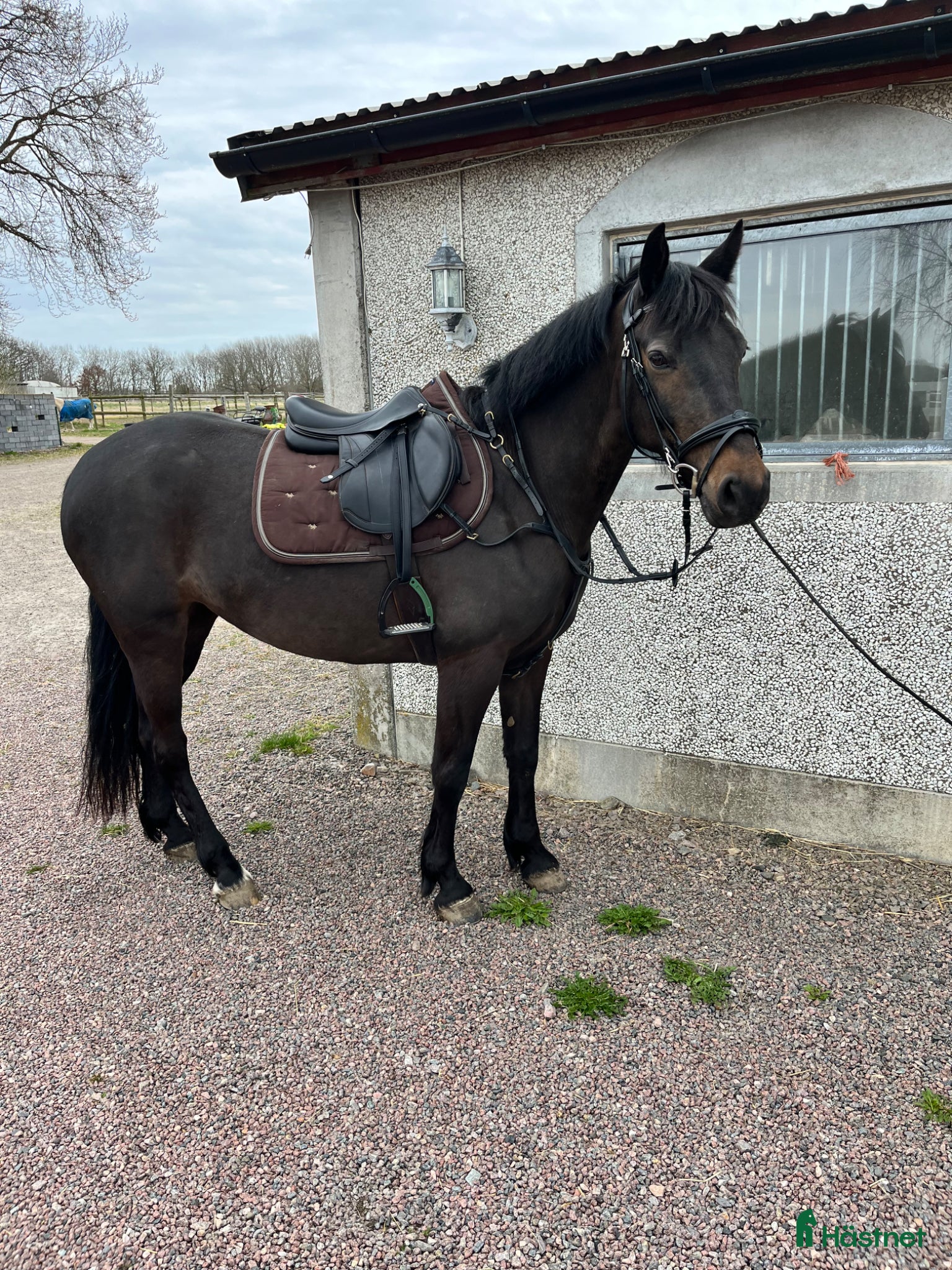  hästar PERFEKT FÖRSTA HÄST / VERKSAMHET  - Annons 8