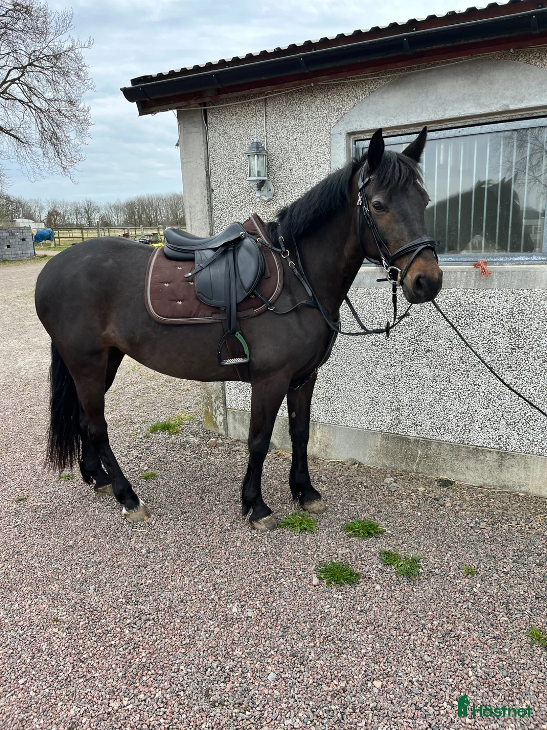 Allround hästar till salu: PERFEKT FÖRSTA HÄST / VERKSAMHET  - Annons 1