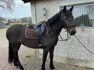 hästar PERFEKT FÖRSTA HÄST / VERKSAMHET - Annons 11