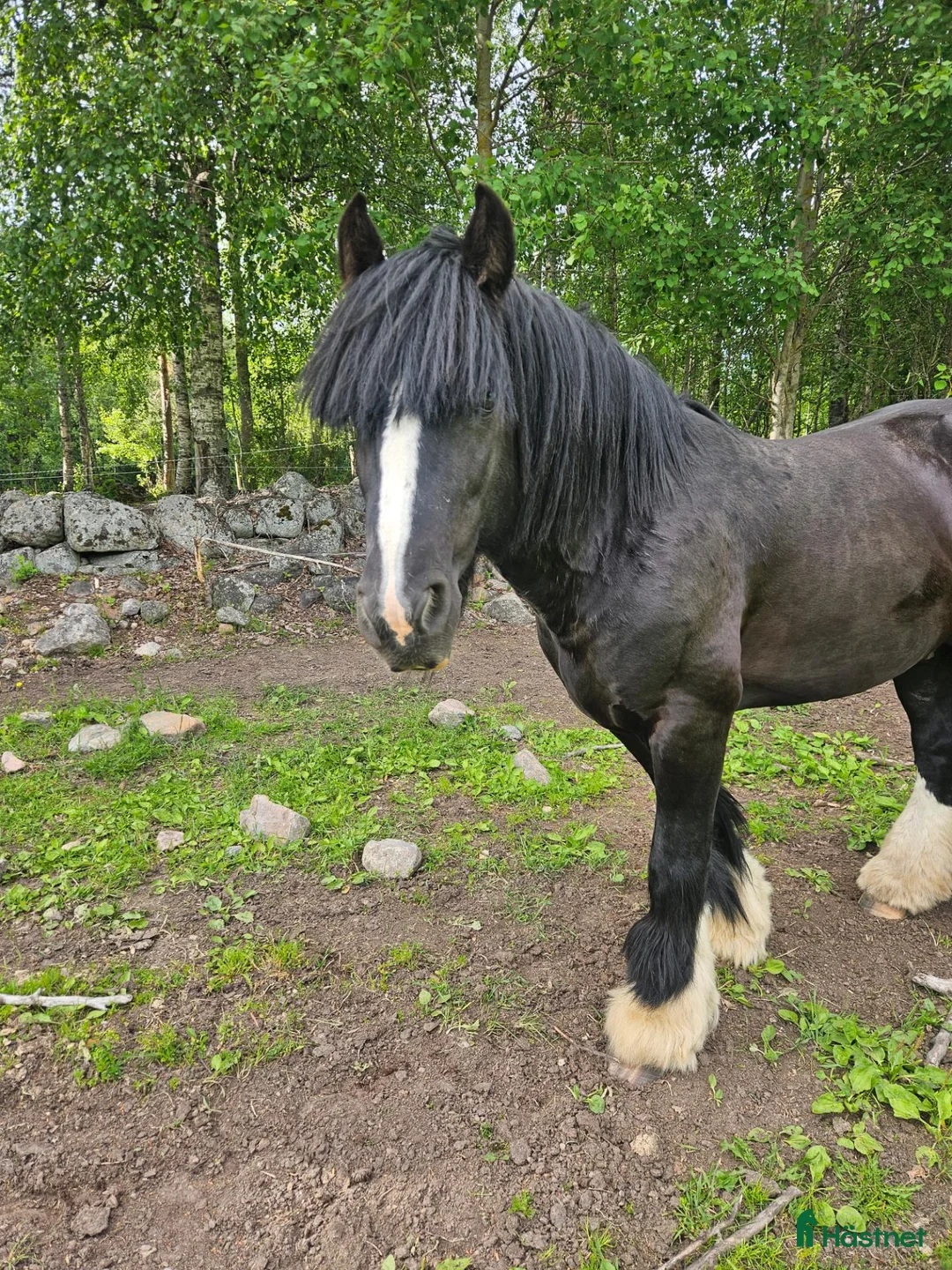 Allround hästar till salu: Charmig och reslig C-ponny med stor potential - Annons 1