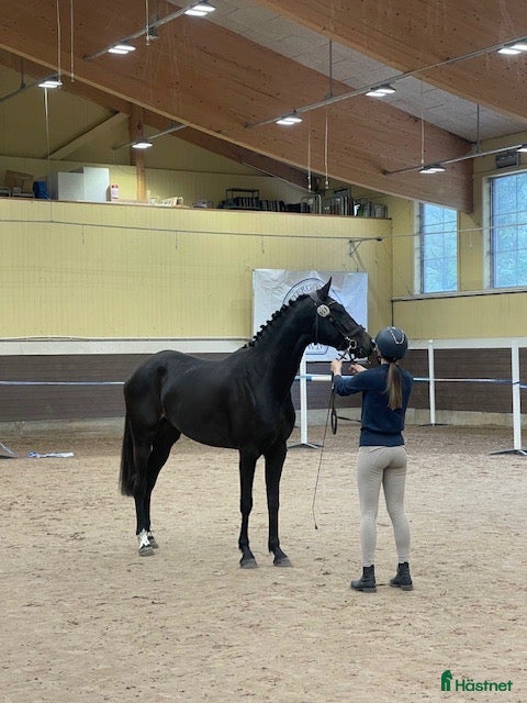  hästar Intelligent uppmärksamt sto  - Annons 1