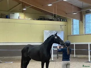 hästar Intelligent uppmärksamt sto - Annons 1