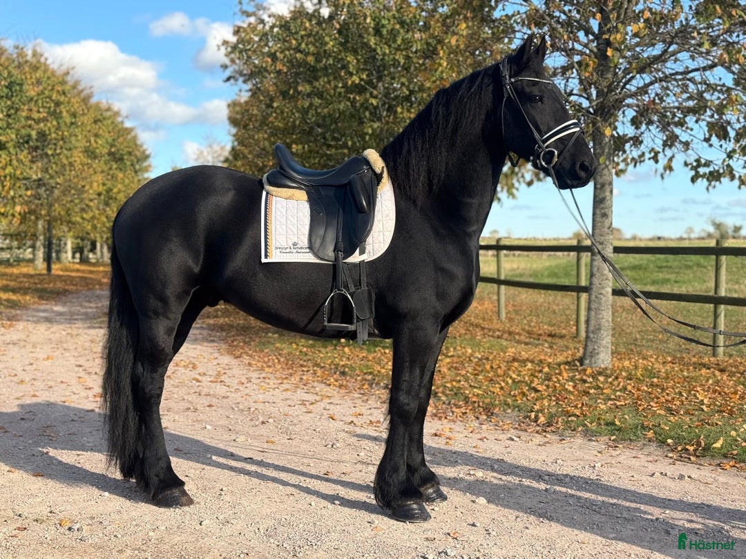 Allround hästar till salu: En sportig och framåt friservalack  i Kristianstad - Annons 2