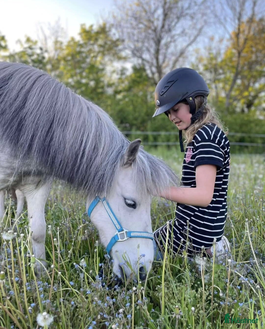 Allround hästar till salu: Två barnvänliga ponnys i Köpingsvik - Annons 1